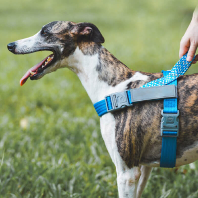 Large dog in a reflective anti pull harness during evening walk