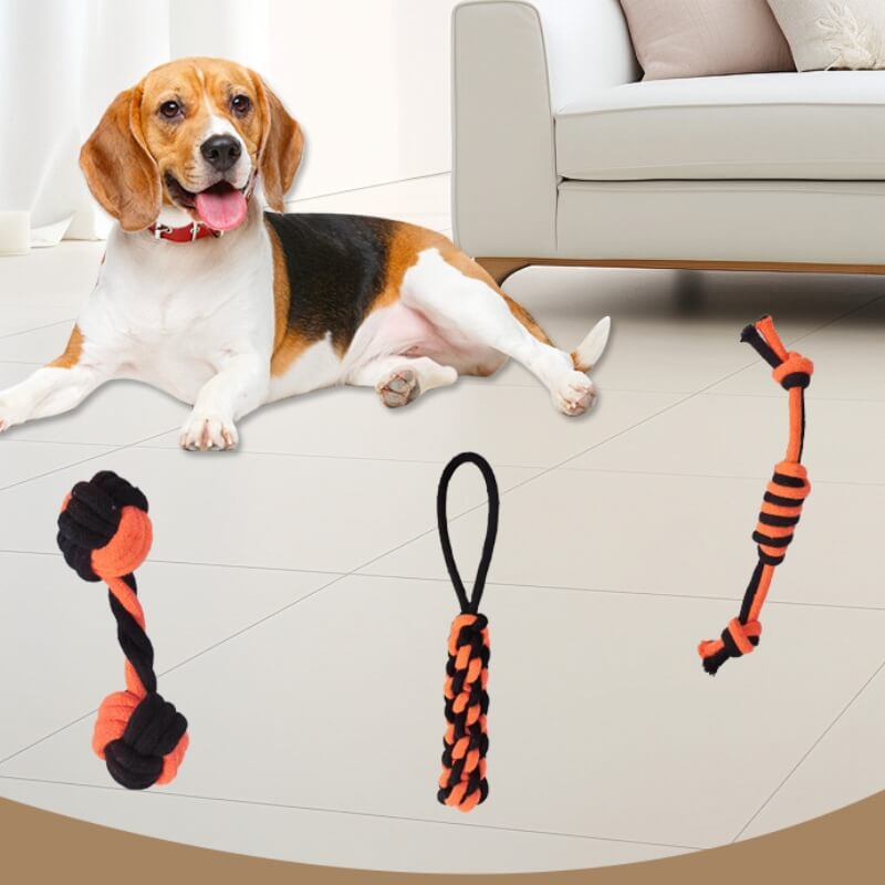Close-up of a dog chewing on a durable cotton rope toy during playtime