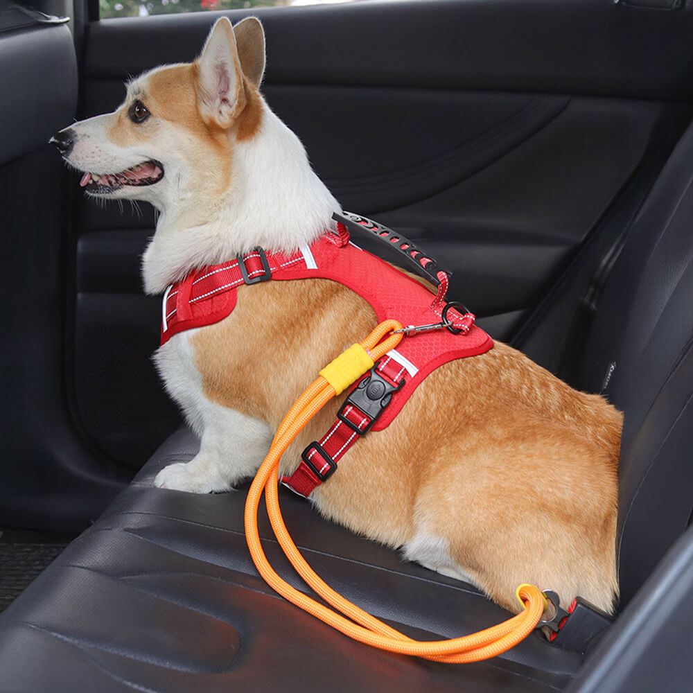 Close-up of black nylon dog car seat belt showing anti-pull design and adjustable buckle