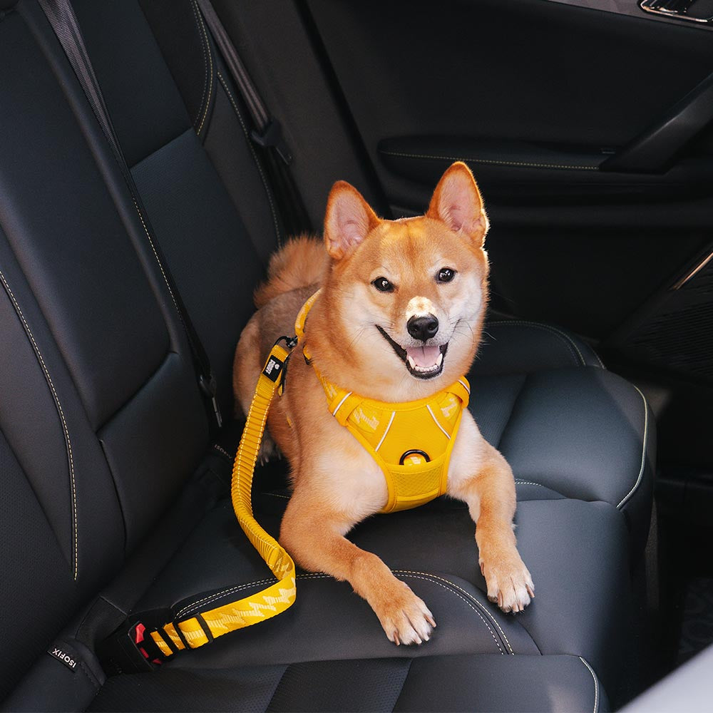 Dog wearing adjustable reflective car seat belt while riding in the car