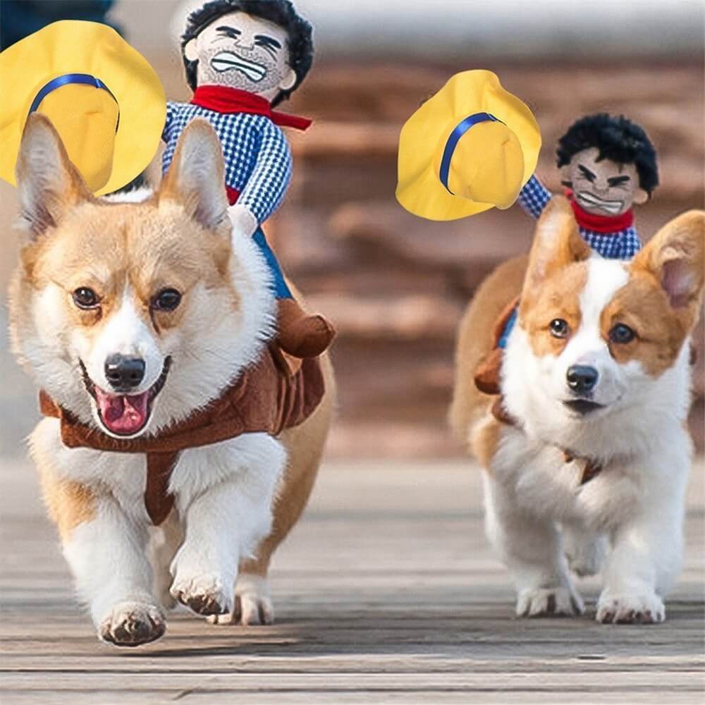 Golden retriever wearing cowboy rider costume in backyard