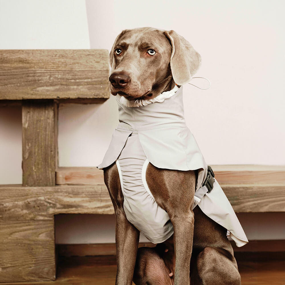 Dog in stylish waterproof turtleneck raincoat outdoors during rain.