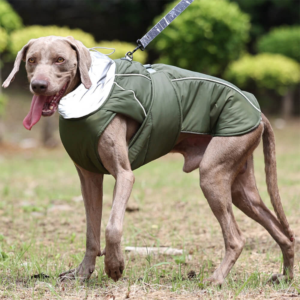 Reflective dog coat showcasing its high collar and reflective features during a nighttime walk.