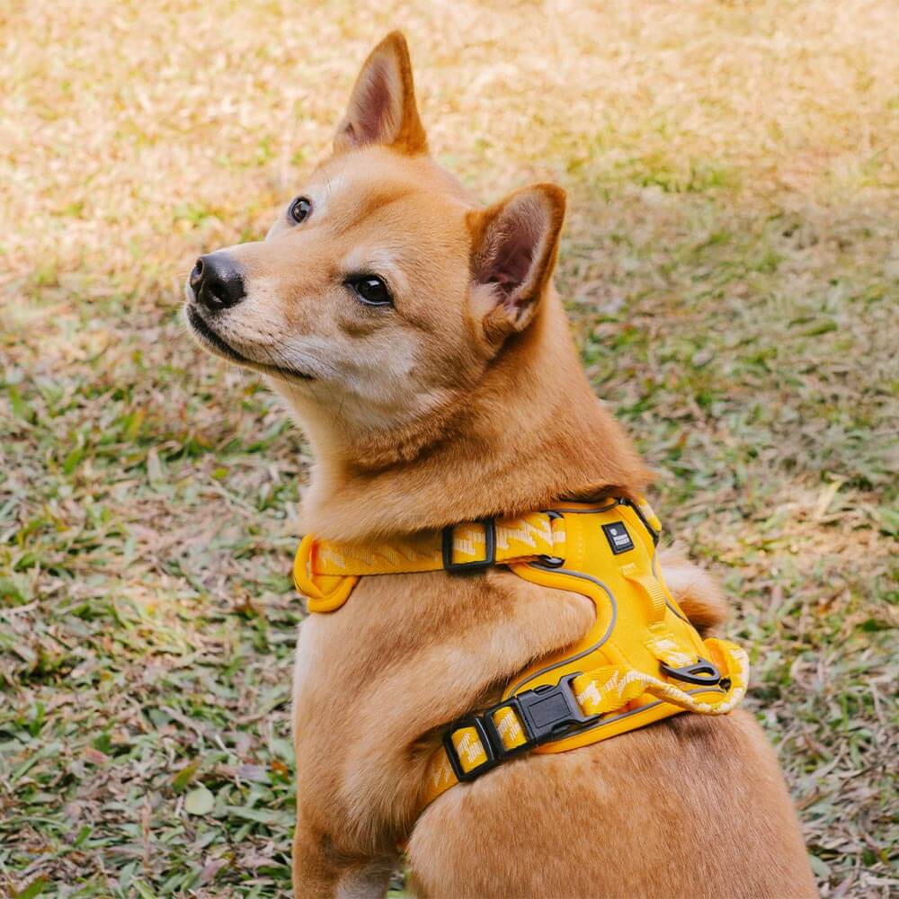 Close-up of TrailGlow reflective dog harness highlighting dual leash rings and breathable mesh padding