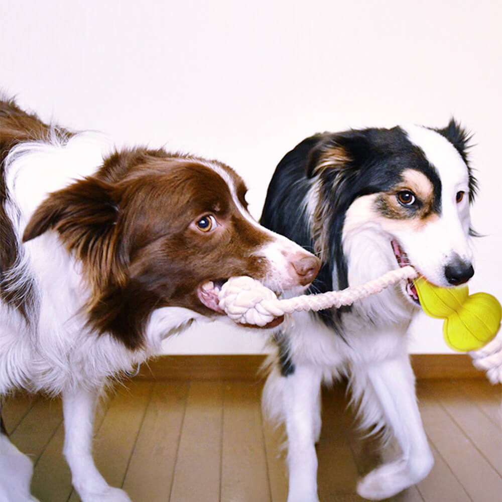 Durable cotton rope dog tug toy in vibrant colors, perfect for interactive play