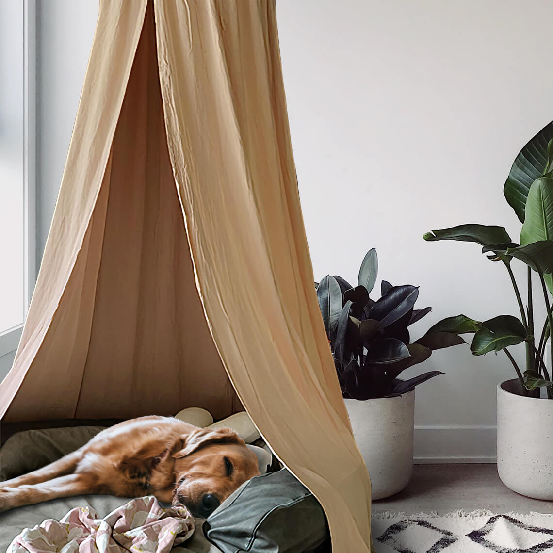 A cozy, light-colored cotton dog teepee with a small dog peeking out from the opening, placed in a bright living room.