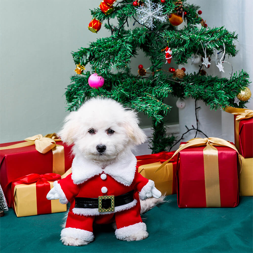 Adorable small dog wearing a full Santa dog costume with a festive red hat, standing playfully for a photo.