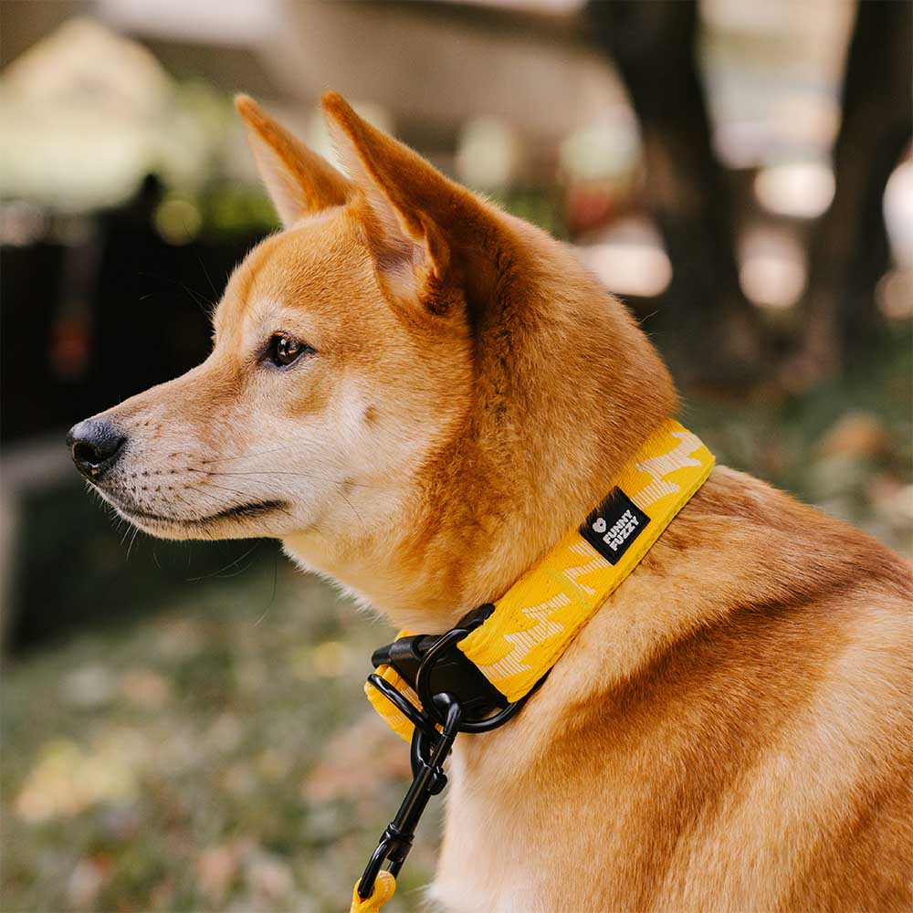 ComfortWalk Adjustable Nylon Dog Collar being worn by a large dog on a hike