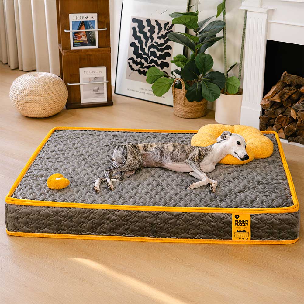 Orthopedic dog bed with innerspring coils supporting large dogs