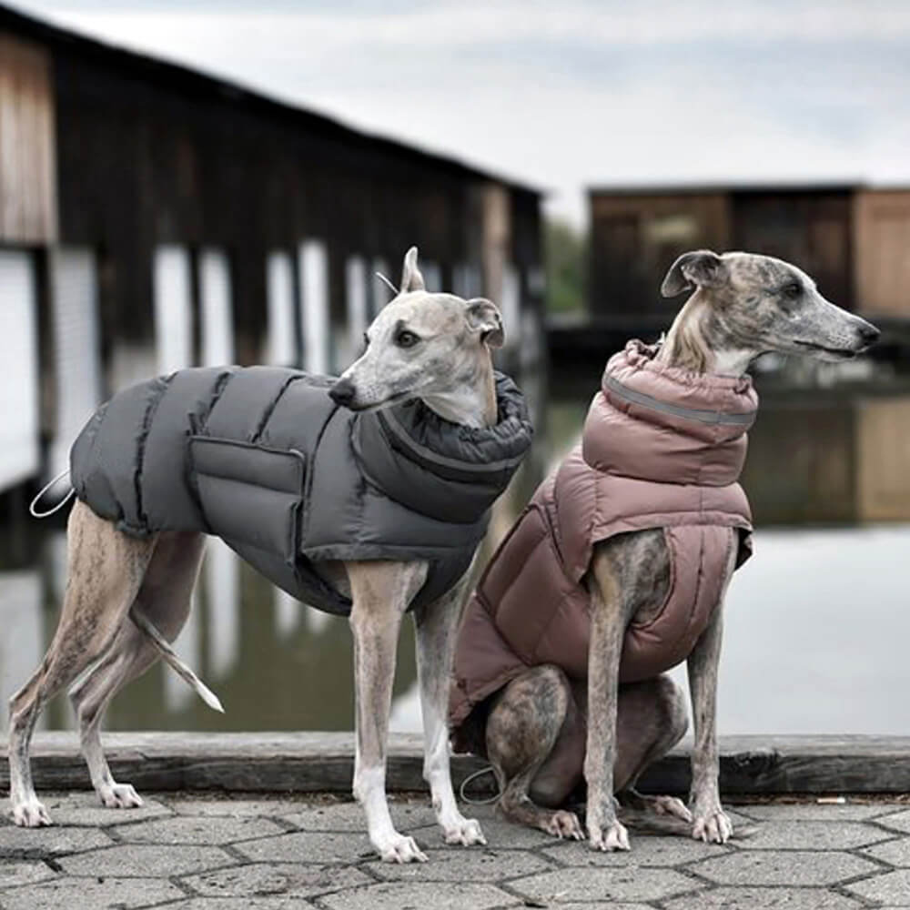 Greyhound wearing GreyhoundGuard Insulated Puffer Jacket on a winter walk