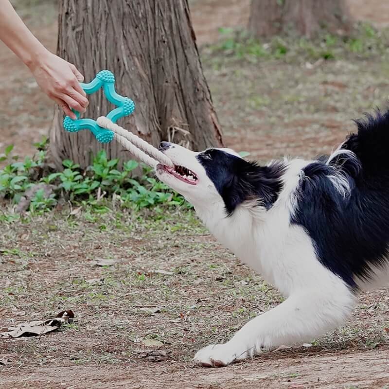 Large breed dog joyfully playing tug-of-war with durable rubber chew toy
