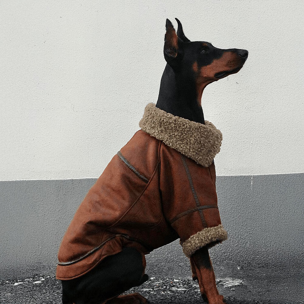 A majestic golden retriever wearing a brown vintage leather dog jacket, posing confidently outdoors in a snowy park, showcasing the jacket's shearling lining and classic aviator style.