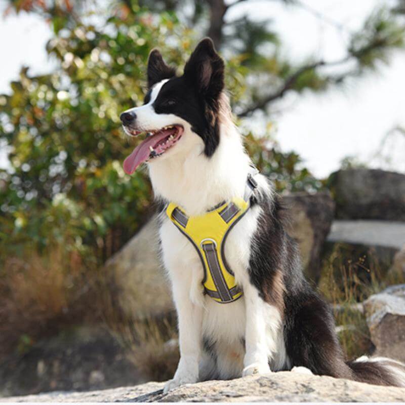Close-up of TitanGuard Pro harness showing reflective strips and adjustable straps on a German Shepherd