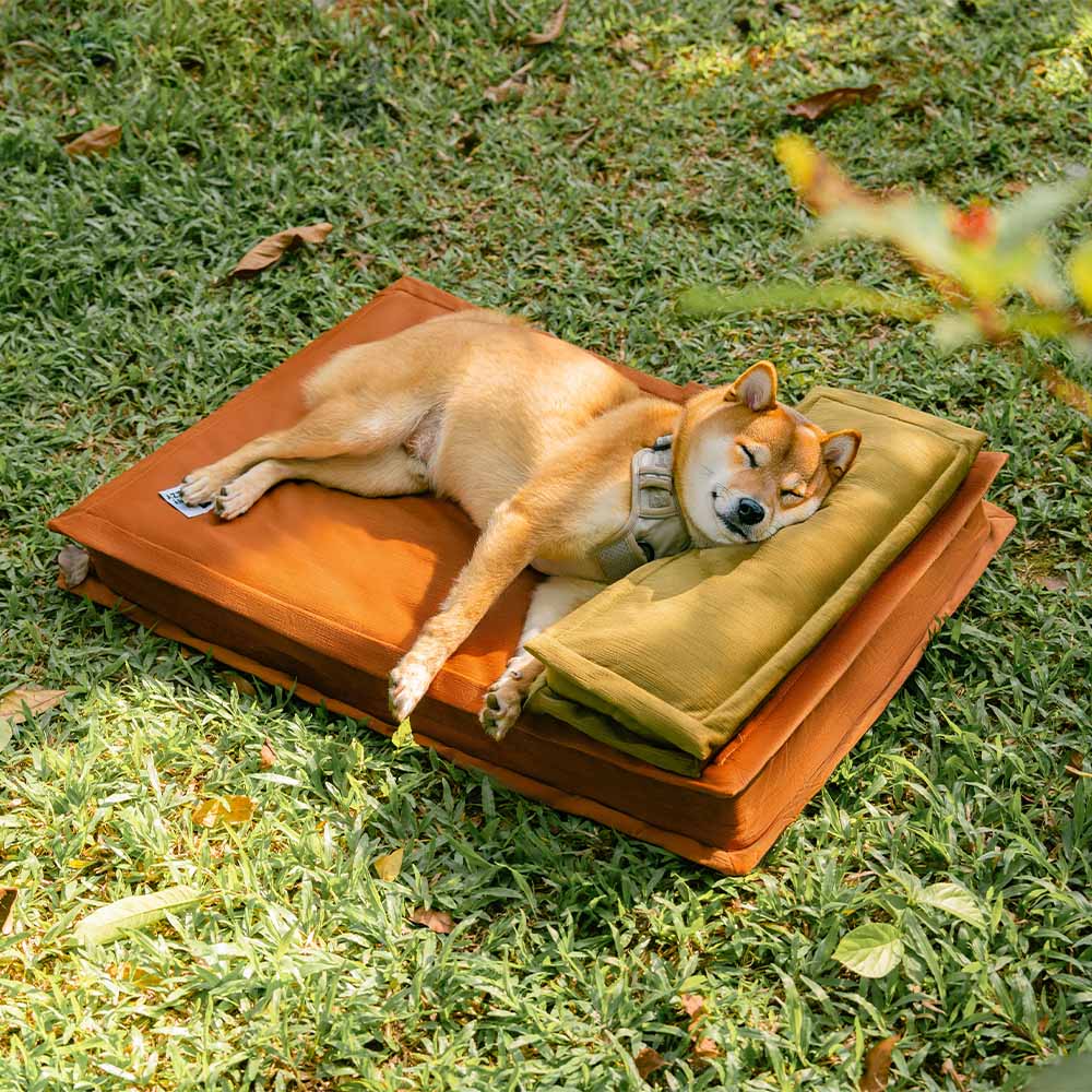 Dog comfortably sleeping on orthopedic dog bed