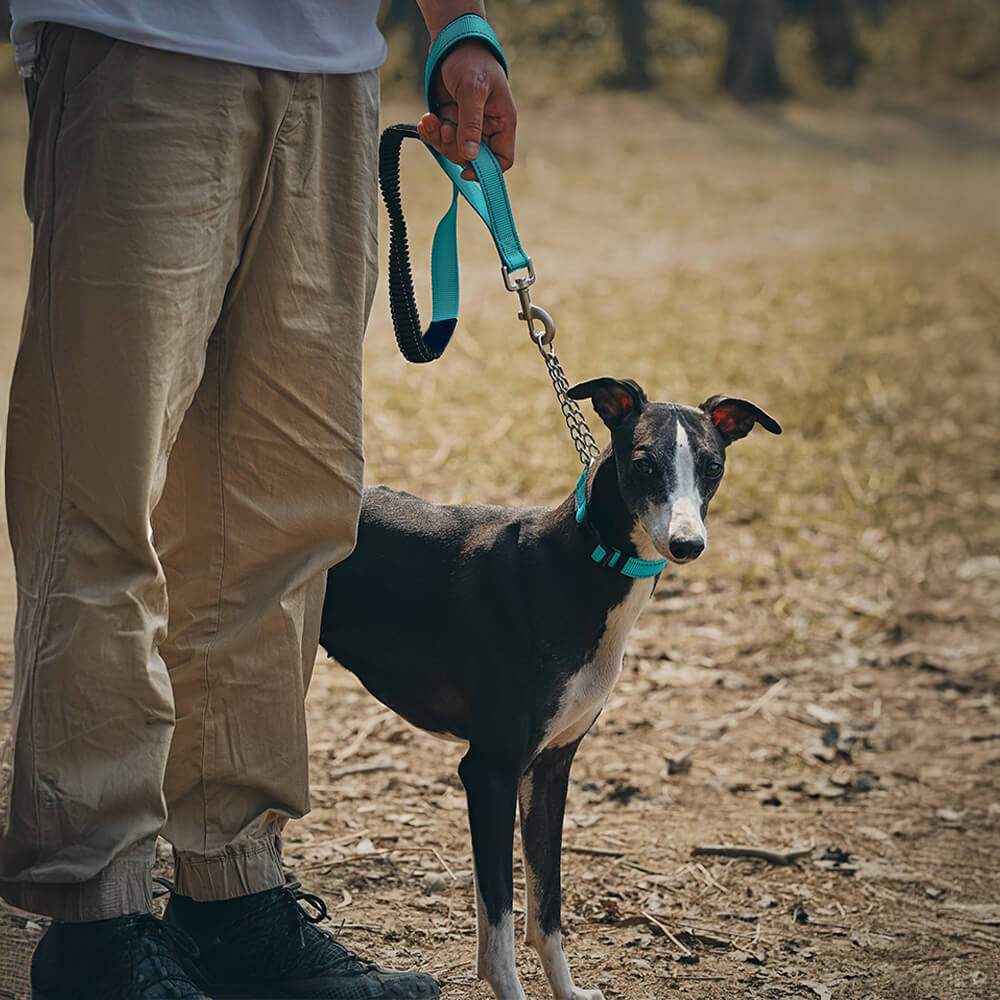 PawSafe Reflective Anti-Pull Dog Leash in use during evening walk