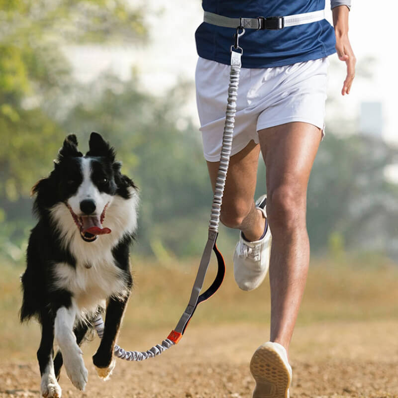 Close-up of the double handle retractable dog leash with reflective stitching during dusk walk