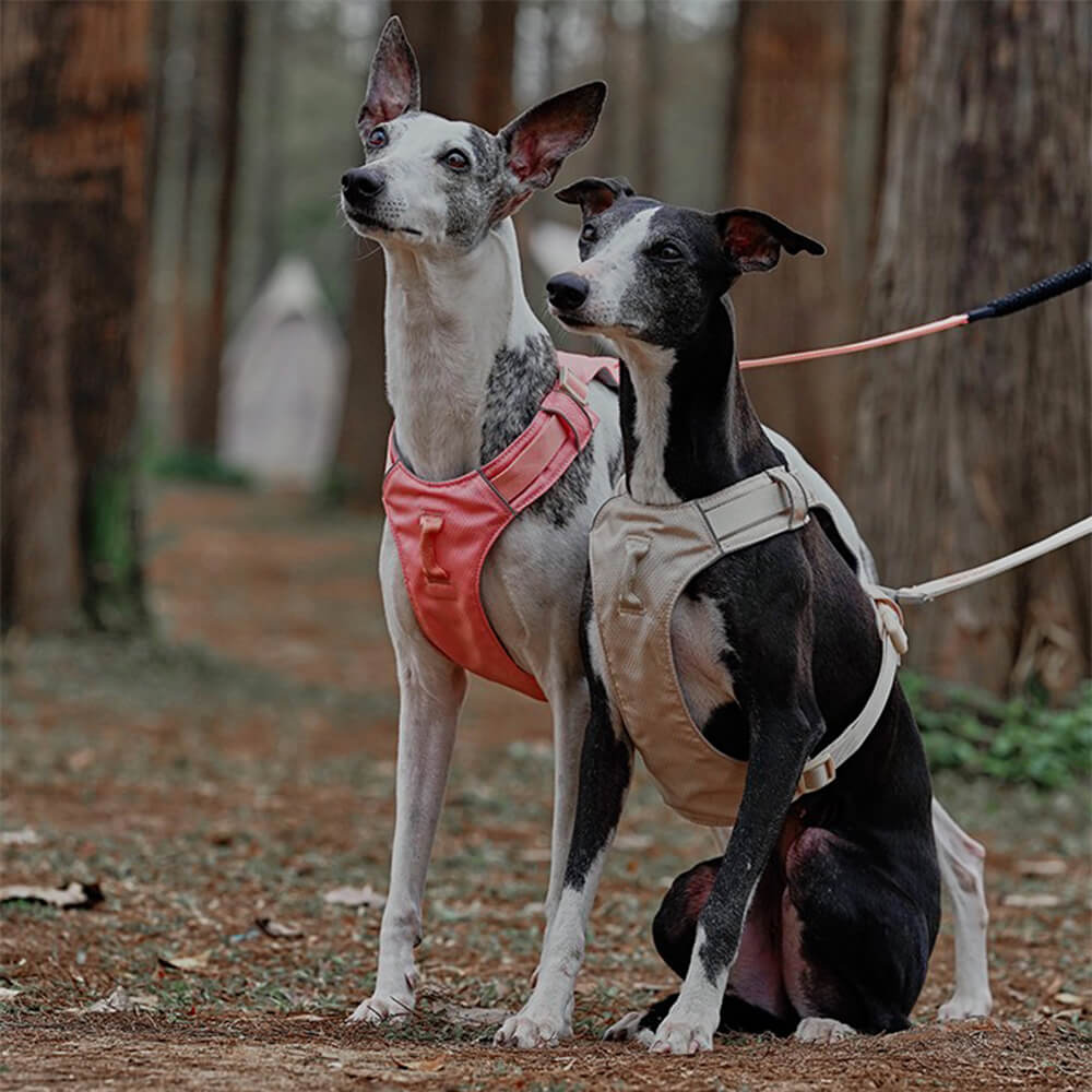 TerraPaws Pro harness on a golden retriever, showcasing adjustable straps and breathable mesh