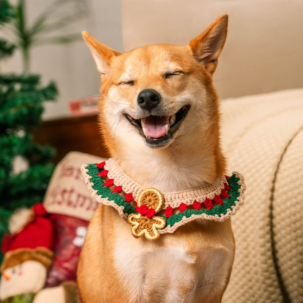 Happy golden retriever wearing Santa Claus knitted scarf next to owner in matching socks – perfect Christmas gifts for pets and owners matching