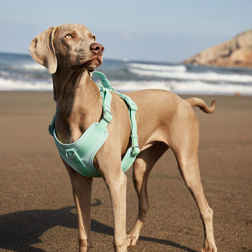 Close-up view of the waterproof dog harness showing tear-proof PVC and no-pull design