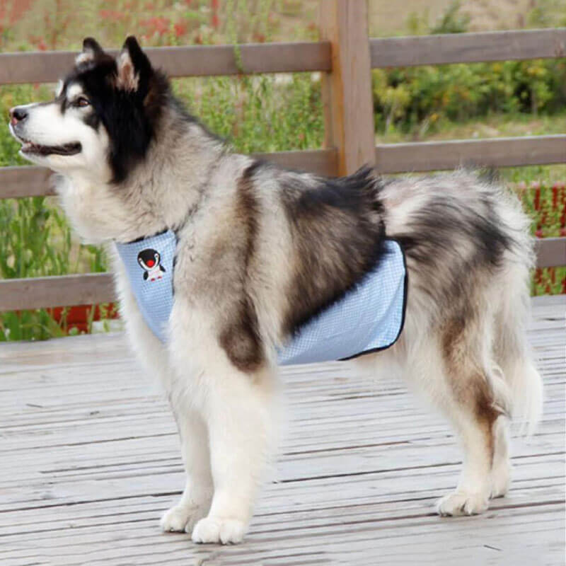 Front view of large dog wearing waterproof dog bib on wet grass