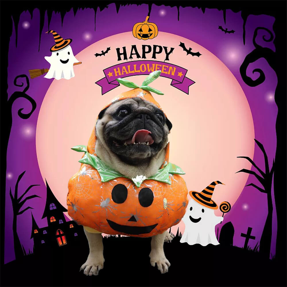 Adorable dog wearing a bright orange pumpkin costume, looking playfully at the camera.