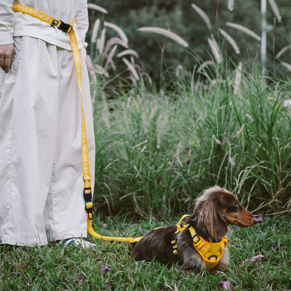 SafeStride Reflective Adjustable Dog Leash in use during a night walk