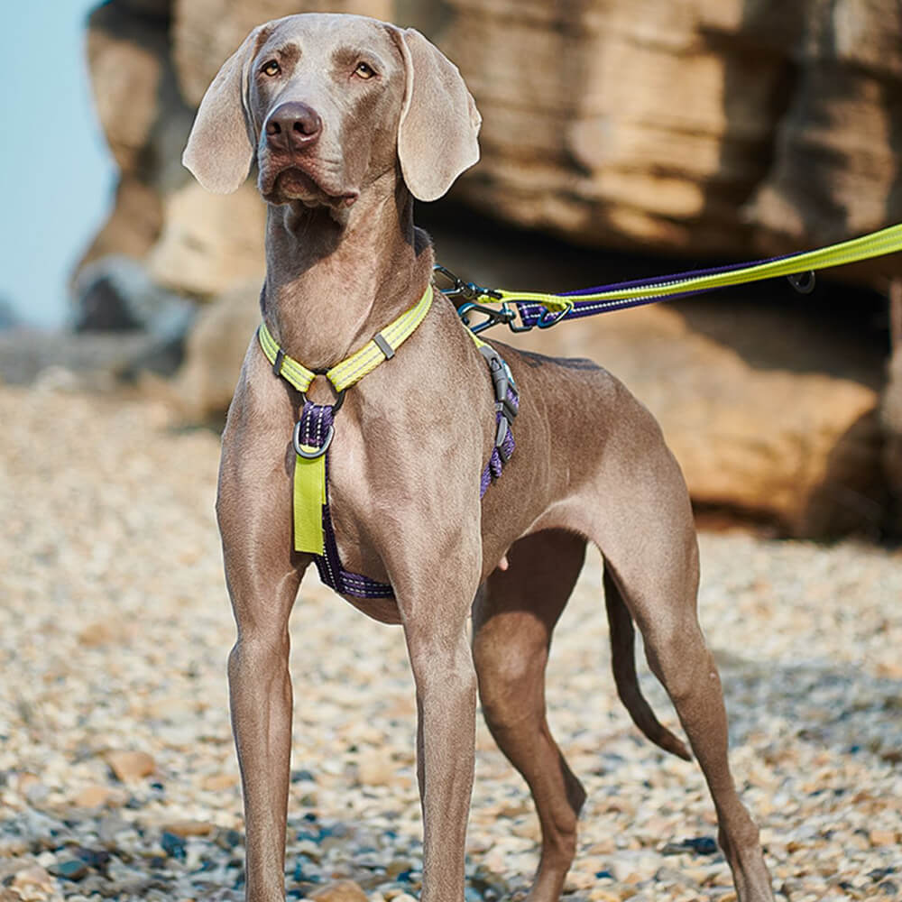 ReflexFit harness on golden retriever showing reflective stitching at night