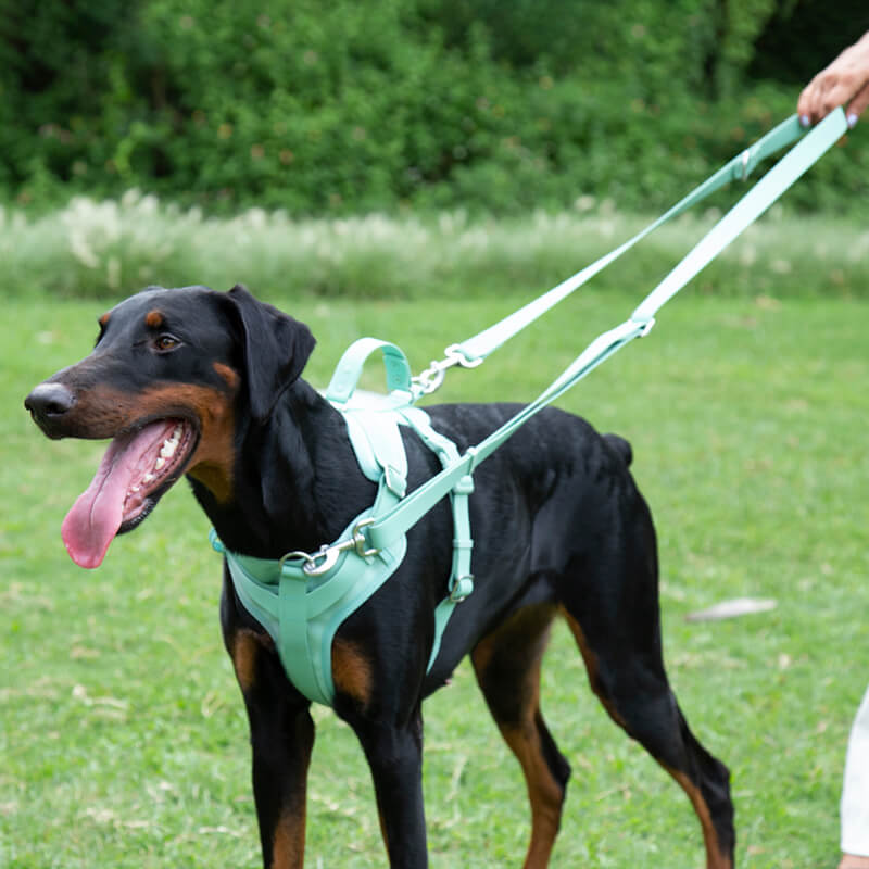 Close-up of the versatile gummy dog leash showcasing its tear-proof material.