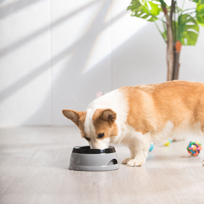Close-up of HydroGuard™ travel pet bowl showing floating disk mechanism and anti-spill design.