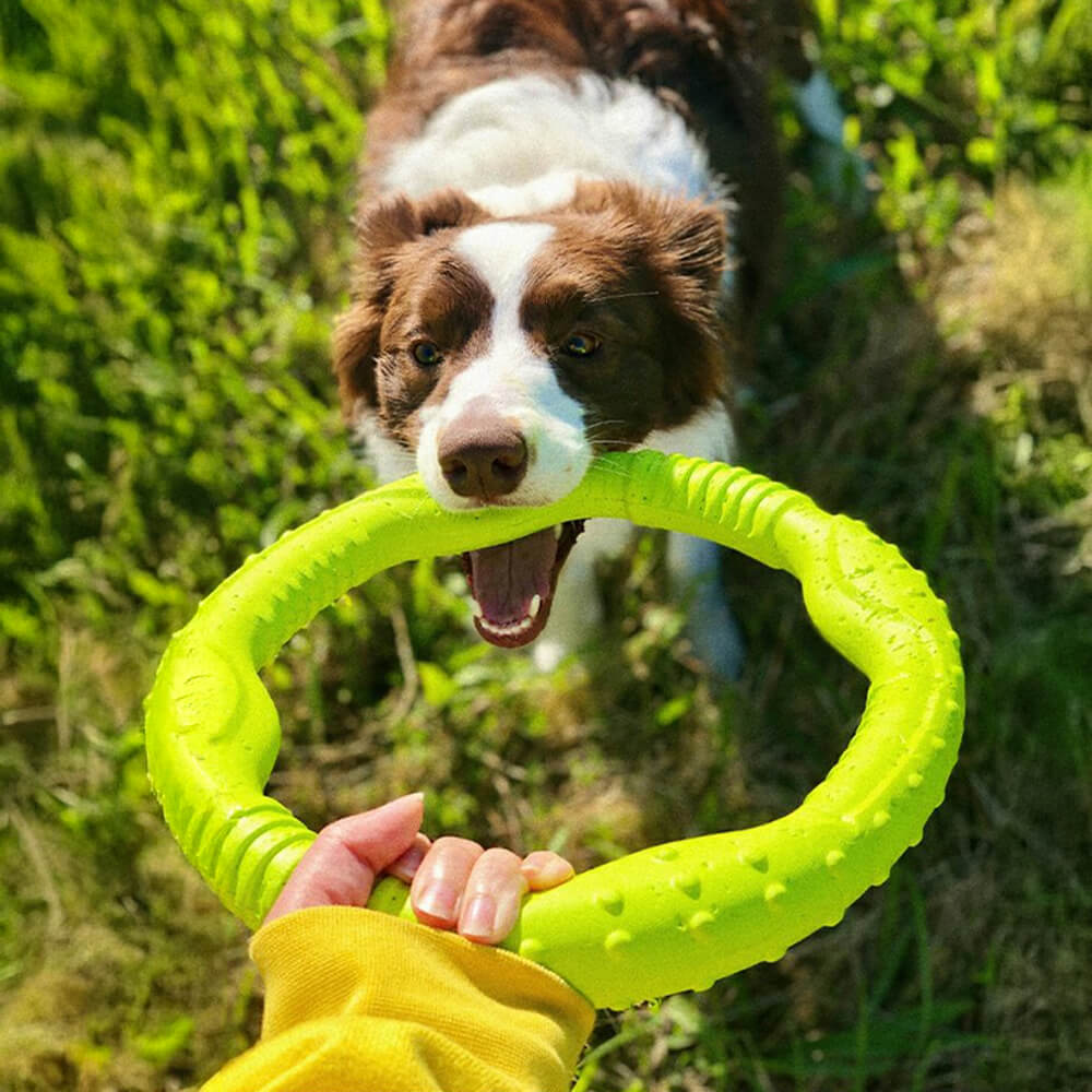 AquaBite dog ring toy floating in water during fetch.