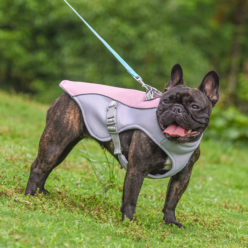 Dog wearing cooling vest on a hike