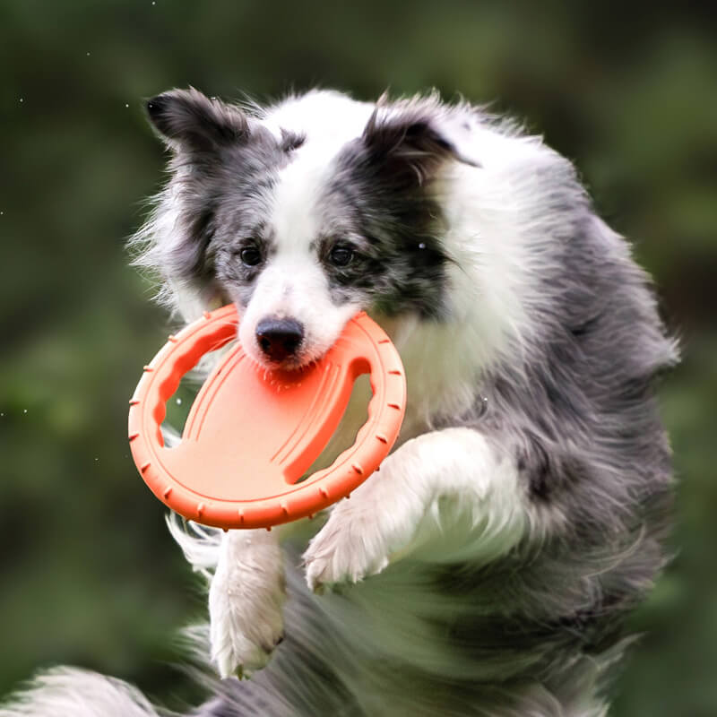 FunnyFuzzy Interactive Dog Flying Disc being thrown at the park.