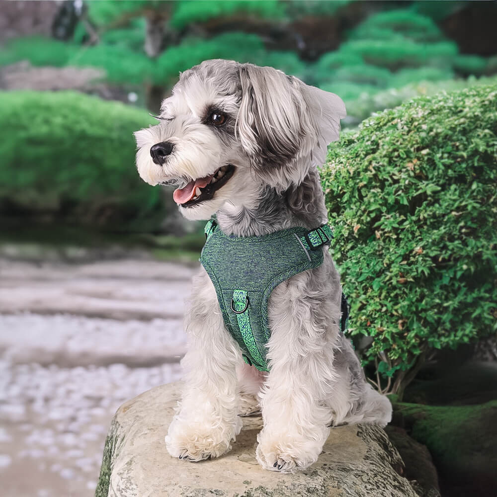 Eco-friendly no-pull dog harness with leash, showcasing the breathable design.